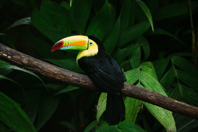 Dagtocht naar het Braulio Carrillo National Park - Costa Rica Info